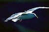 Jonathan Livingstone Seagull