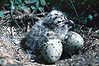 Click pour agrandir / click to enlarge (93 ko)