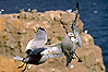 Click pour agrandir / click to enlarge (57 ko)