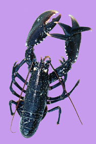 Losbter3337.jpg (16452 octets)