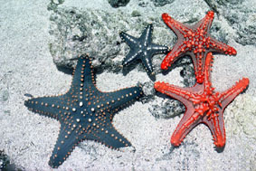 Starfish3335.jpg (29840 octets)